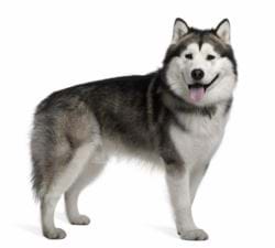 Alaskan Malamute Malamoyt Getpet Gr